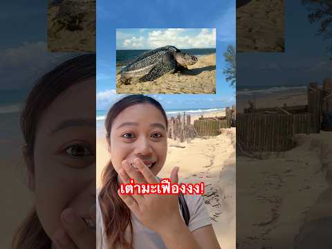 เต่ามะเฟือง! ขึ้นวางไข่แล้วว #amazing #เต่ามะเฟือง #หมูหมีจัดให้ #หาดท้ายเหมือง #phangnga thumbnail