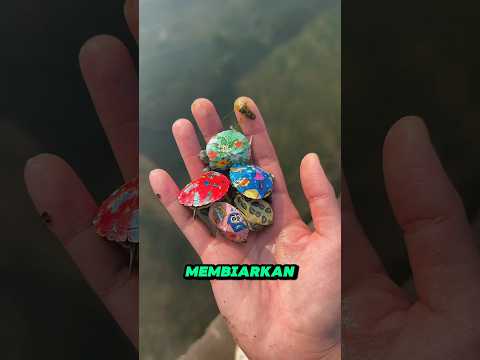 Penyelamatan Bayi Kura-Kura dari Kolam Berbahaya 🐢💧#shorts thumbnail