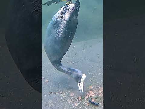 How deep do coots actually go? thumbnail
