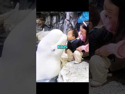 Beluga Whale Will Never Tell You These Things! thumbnail
