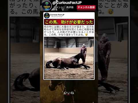 この馬、限界ギリギリだったかもしれない ? thumbnail