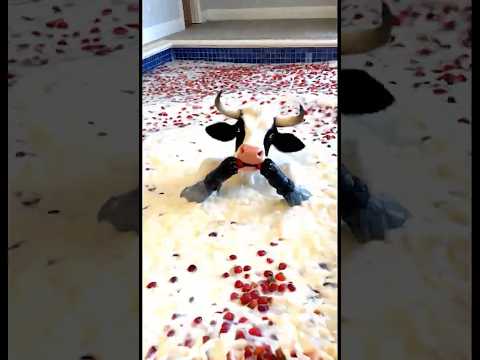 Marvelous Dancing Polish Cow elephant strawberry swimming pool asmr cow dance Cow Song Videos thumbnail