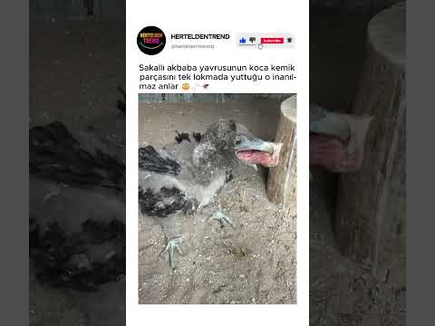 Sakallı akbaba yavrusunun koca kemik parçasını tek lokmada yuttuğu o inanılmaz anlar 😳🦴🦅 thumbnail