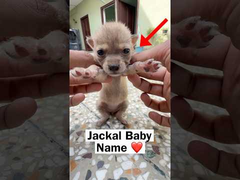 Jackal Baby Name Rakho ❤️ thumbnail
