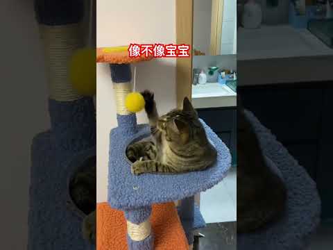 像不像宝宝 #cat #喵哥是萌新 #貓咪日常 thumbnail