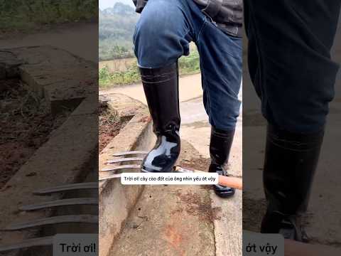Cây cào đất nhỏ mà có võ thumbnail