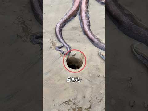 문어의 비밀 thumbnail