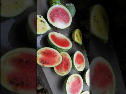 Bagged Delights: Cultivating Watermelons in Containers #watermelon #gardening thumbnail