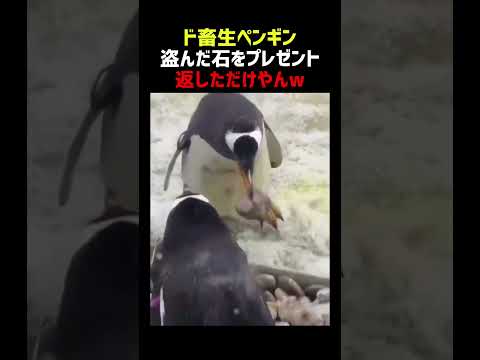 ド畜生ペンギン 盗んだ石をプレゼントする thumbnail