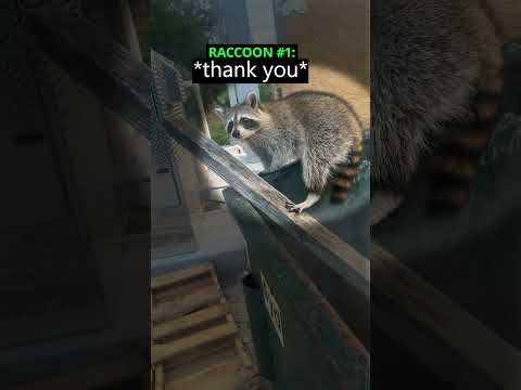 These Raccoons Were Stuck in a Dumpster 😳 (@trashpandamafia/TT) thumbnail