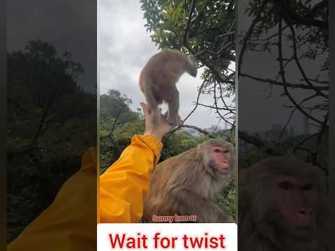 Mummy se panga nahi ? Funny Monkey Moment #bandar #wildlife #animals #monkeylove #monkeyshorts thumbnail