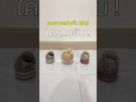 ตอนกลางคืน = ปาร์ตี้เม่นแคระ #เม่นแคระ #pets #สัตว์เลี้ยง #animals #hedgehog #petlover thumbnail