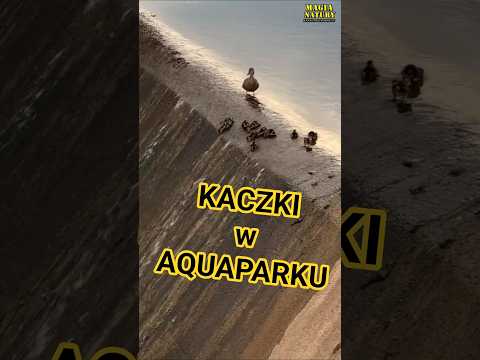 Kaczątka na Zjeżdżalni! thumbnail