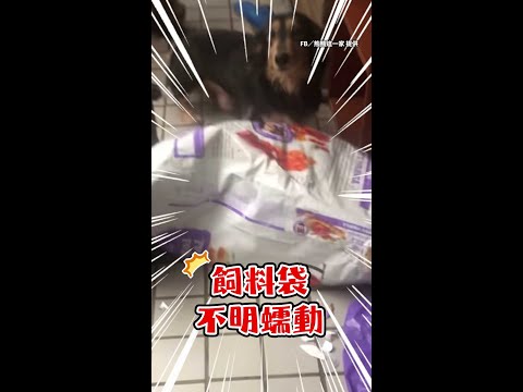 【拆家汪汪隊出動】臘腸一家4口搗蛋！從飼料袋鑽出還卡住｜#寵物雲 #shorts thumbnail