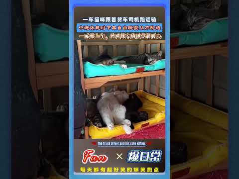 货车司机一人一车一群猫！?走到哪带到哪懂事又治愈，中途休息时下车自由玩耍从不乱跑，一喊就上车睡觉！#货车司机 #流浪猫治愈日常 #萌宠暖心瞬间 #猫咪听话懂事 #一人一车一群猫 #治愈系小动物 thumbnail
