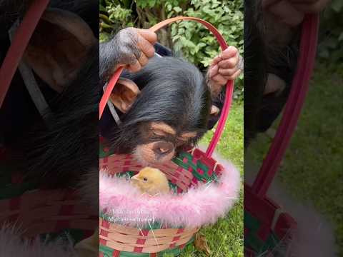 #baby #chimp Angada, holding an #easterbasket full of #fluffy #chicks thumbnail