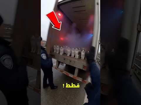 اختار القطة الصغيرة اللي هتتبناها من شاحنة القطط! 😱#shorts thumbnail