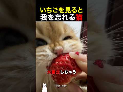 いちごを見ると我を忘れる猫 thumbnail