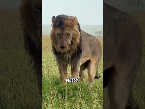 How do animals react when it rains?#animals #funnyanimal #funny #cute thumbnail