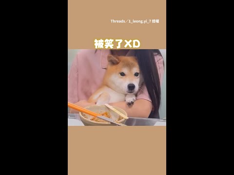 【誰要吃】貪吃柴塞懷裡 聽到關鍵字秒彈起 #Shorts thumbnail