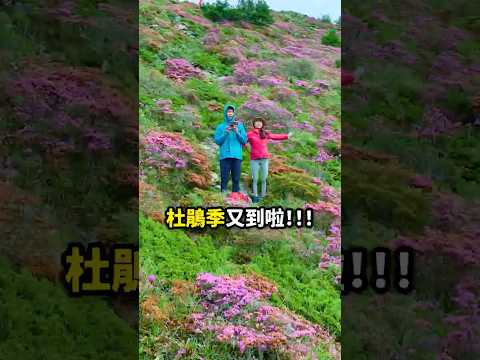 你看過滿山滿谷的杜鵑花嗎??❤️ thumbnail
