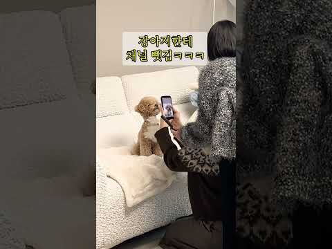 강아지에게 자리 뺏긴 시각장애인 아빠 반응ㅋㅋㅋ #시트콤 thumbnail