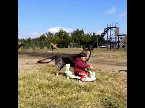 ?? 军犬后代与儿童的守护羁绊：训犬基地的安全防线 ?? Trained Protection Dogs: The Physics of Canine Guardianship thumbnail
