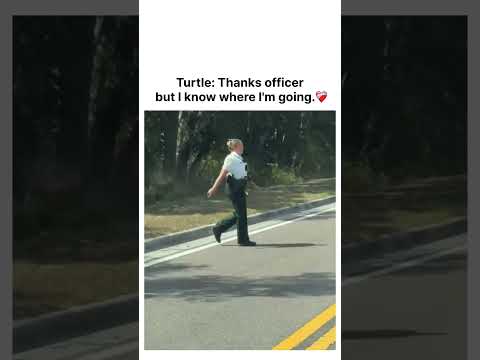 Turtle: Thanks officer, but I know where I'm going. ❤️‍🩹 thumbnail