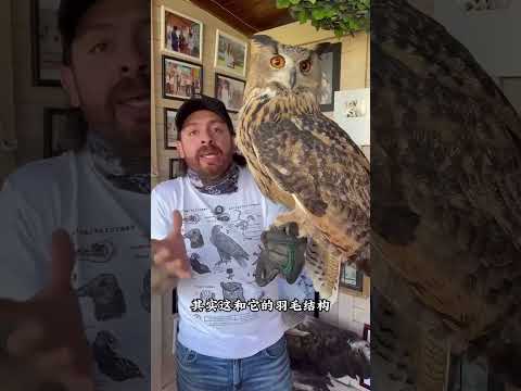 猫头鹰捉老鼠老鼠为什么不跑#动物科普 #动物的迷惑行为 #涨知识 #神奇动物 thumbnail