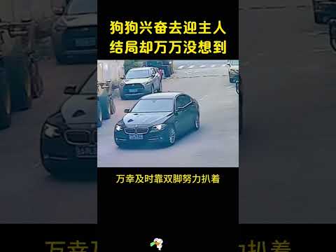 狗子蹦蹦跳跳的，开心去迎接主人，结果却是万万没想到。 #搞笑 #大熱門 #感人壹幕 thumbnail