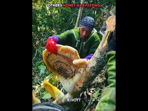 Others Honey Harvesting vs The Pro Man 💀 edit #usa #honey thumbnail