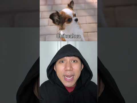 Thuốc Tăng Tuổi Thọ Cho Chó ? thumbnail