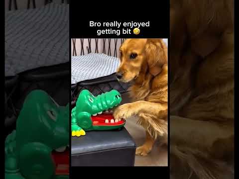 Bro really enjoyed getting bit ? fillow for more #shorts thumbnail