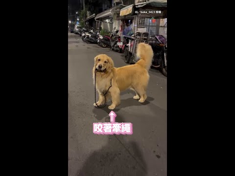 【可愛爆擊】黃金獵犬咬牽繩不給遛！跑跑又回頭賣萌等奴才｜#寵物雲 #shorts thumbnail