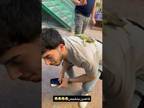 ????? #اكسبلور #حكونجي #يزن_ابوعجوة #shorts thumbnail
