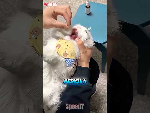 ¡El Gatito No Quiere Medicina! 😱❌ thumbnail