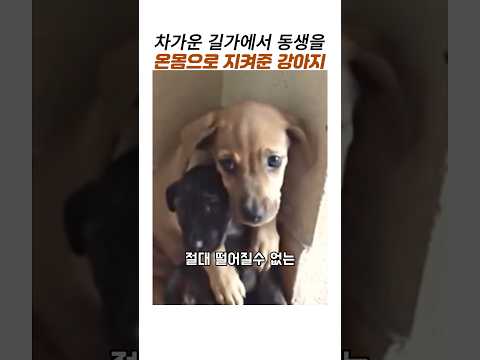 차가운길가에서 동생강아지를 지켜준강아지#강아지구조#감동 동물 thumbnail