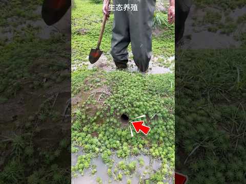Đào Hang Rắn Bất Ngờ Phát Hiện Rùa Vàng Quý #shorts thumbnail