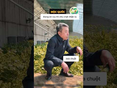 Ông chú đang ăn rau trong nhà rau chợt nhận ra điều gì đó #shorts thumbnail