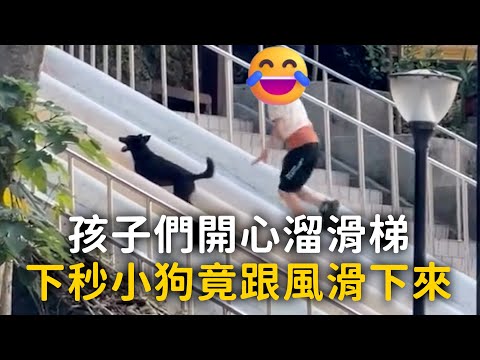 孩子們開心溜滑梯　下秒小狗竟跟風滑下來 thumbnail