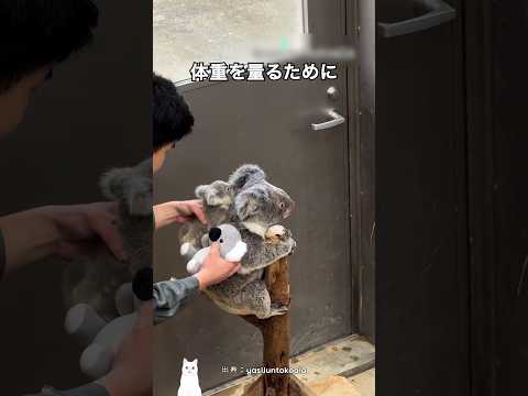 ママっ子コアラの赤ちゃんにウソがバレたら？ thumbnail