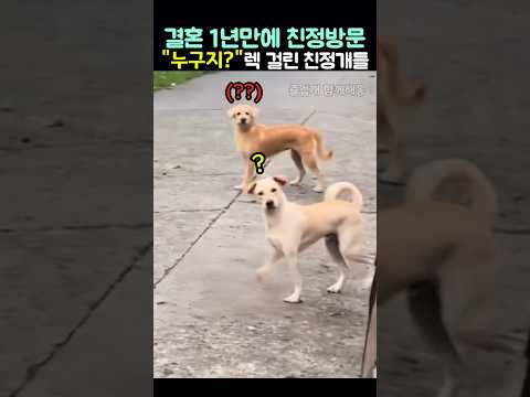 결혼 1년만에 친정방문.. "누구지" 렉 걸린 친정집 개들 반응(귀염주의) thumbnail
