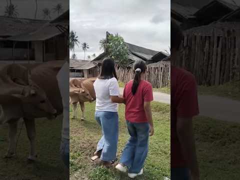 Why Did This Cow Choose Me? 😂 #funny #comedy #dontlaught #laugher #shortvideo thumbnail
