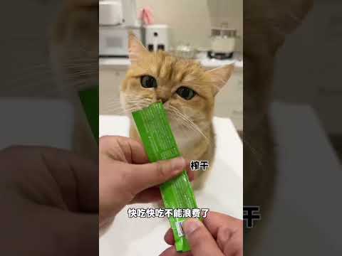 【牛奶是只猫】当养猫人很有钱 thumbnail