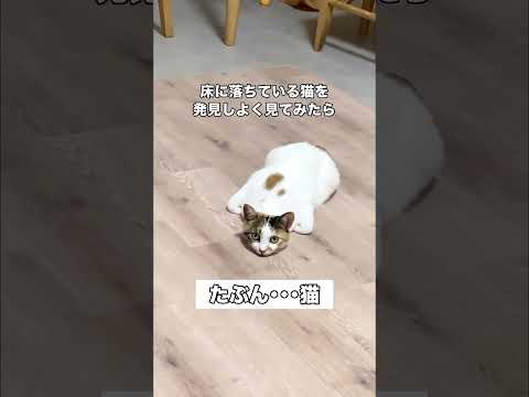 いつもにゃーって鳴いてはいるんです #猫 #保護猫 #三毛猫 #shorts thumbnail