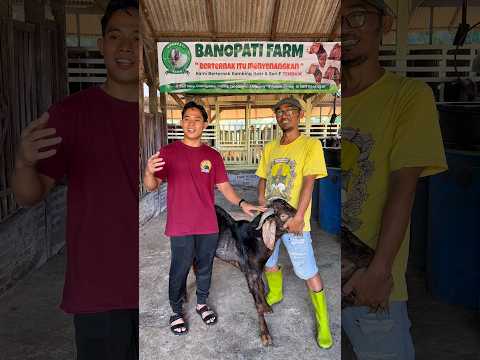 Mas preman beli kambing yang bisa silat #shorts #minivlog #bocilwargads #maspreman thumbnail