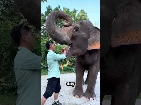 A Este Listo Elefante Le Encantan Las Sandías ? thumbnail