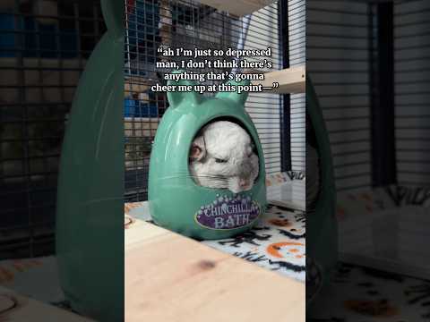 He is so obsessed with them 😂 #chinchilla #chewtoys #Finn #pets thumbnail