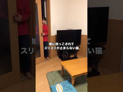 ジャンピング抱っこからのスリスリが止まらなくなってしまうふたり #猫 #キジ黒 #愛猫 #shorts thumbnail