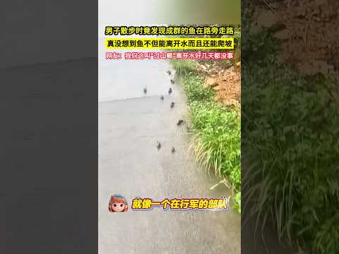 男子散步時竟發現成羣的魚在路旁走路,真沒想到魚不但能離開水而且還能爬坡,網友：我們這叫"過山鯽"離開水好幾天都沒事!#shorts#奇闻异事 #会走路的鱼 thumbnail